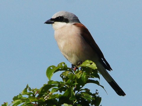 2015_05_18__Neuntoeter __m__NNE_-_Aspisheim_(Foto_Boy).jpg